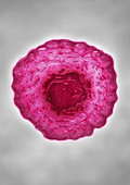 Rubivirus