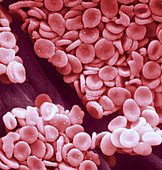 Red blood cells,SEM