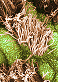 SEM of Human Oviductal Epithelium