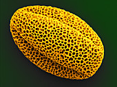 Bitter Mellon Pollen Grain,SEM