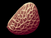 Blackberry Seed,SEM