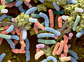 Bacterial Microflora in Stool