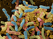 Bacterial Microflora in Stool