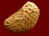 Raspberry Seed,SEM