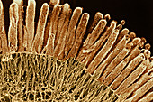 Brush border of an absorptive cell,SEM