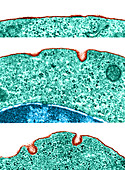 Micropinocytosis,TEM