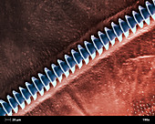 Cricket Sound Comb,SEM