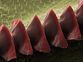 Cricket Sound Comb,SEM