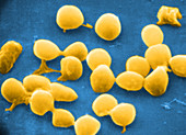 Micrococcus agilis,SEM