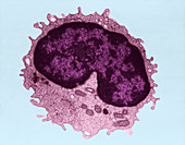 Rat Lymphocyte (TEM)