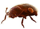 Death-watch Beetle,SEM