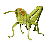 Grasshopper Nymph,SEM