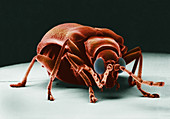 Drugstore Beetle,SEM