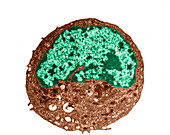 Typical Human Cell,TEM