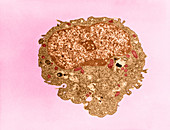 Typical Human Cell,TEM