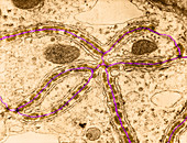 Junctions Between Sertoli Cells,TEM