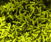 E. Coli Bacteria,SEM