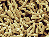 Arcobacter Septicus Bacteria,SEM