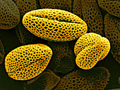 Kohlrabi (Brassica oleracea) Pollen,SEM