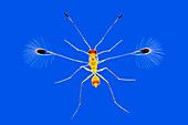 Fairy Fly,Rheinberg Illumination