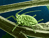 Aphid Feeding,SEM