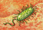 E. Coli in Gastrointestinal Tract