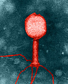 Enterobacteria phage T2