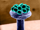 Silicon Beads,Head of Pin,SEM