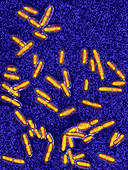 Listeria monocytogenes bacteria,LM