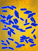 Salmonella bacteria,LM