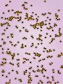 Staphylococcus aureus bacteria,LM