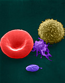 Erythrocytes,Platelet and Lymphocyte