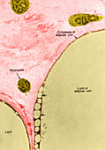 TEM of Adipose Cells