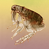 Dog Flea