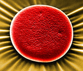 Red Blood Cell,SEM