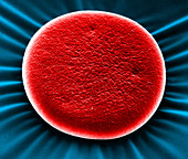 Red Blood Cell,SEM