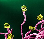 Stamens of Mimosa flower (SEM)