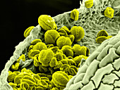 Aubrietia with Pollen Grains,SEM