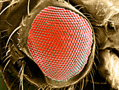 SEM of Fruit Fly Eye