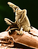 Grain Weevil,SEM