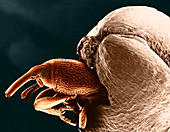 Grain Weevil,SEM