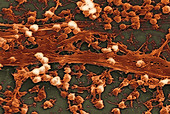 Staphylococcus aureus Bacteria,SEM