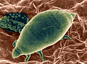 Broad Mite Larva,SEM