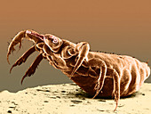 Human Body Louse,SEM