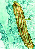 Chloroplast in Euglena viridis (TEM)