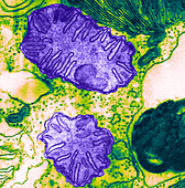 Mitochondria in Euglena spirogyra (TEM)