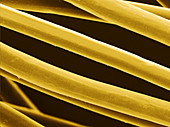 Corn Fibers,SEM