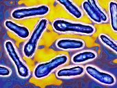 Clostridium Botulinum Bacteria,LM