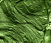 Chloroplast Membranes in Leaf Cell,TEM