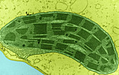 Corn Leaf Mesophyll with Chloroplast,TEM